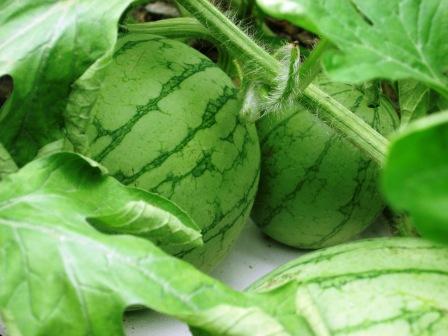 �A���t�H�[�E�`���h�����i�����N�I���W�̒���j