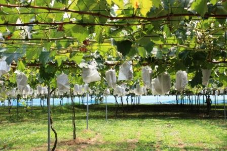 �A���t�H�[�E�`���h�����i�����N�I���W�̒���j