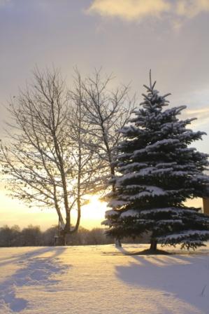 �A���t�H�[�E�`���h�����i�����N�I���W�̒���j