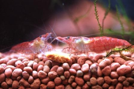 �A���t�H�[�E�`���h�����i�����N�I���W�̒���j