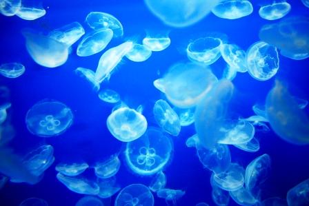 �A���t�H�[�E�`���h�����i�����N�I���W�̒���j