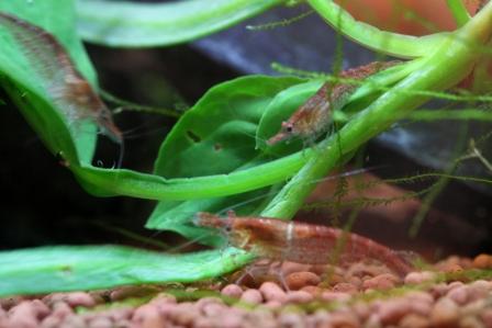 �A���t�H�[�E�`���h�����i�����N�I���W�̒���j