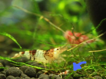 �A���t�H�[�E�`���h�����i�����N�I���W�̒���j