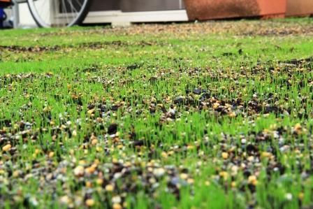 �A���t�H�[�E�`���h�����i�����N�I���W�̒���j