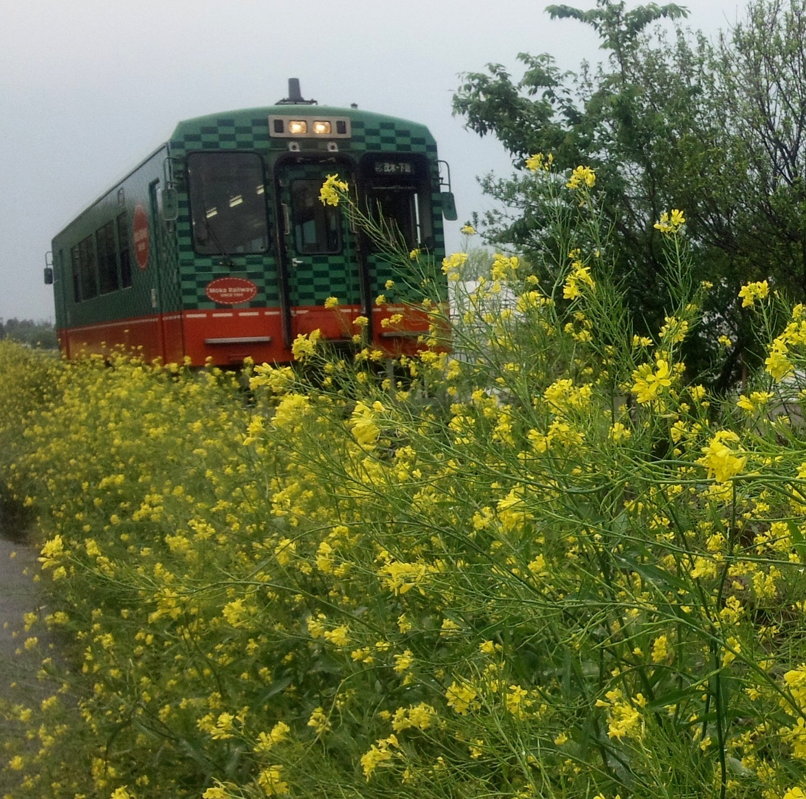 �A���t�H�[�E�`���h�����i�����N�I���W�̒���j