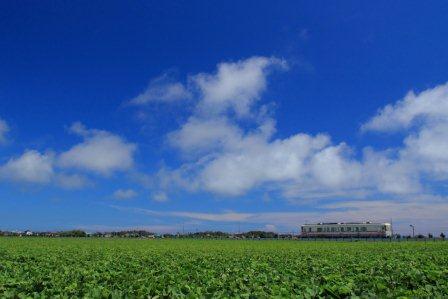 �A���t�H�[�E�`���h�����i�����N�I���W�̒���j