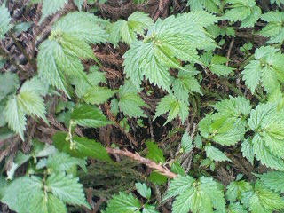 �W�O�����ƂT�O����������