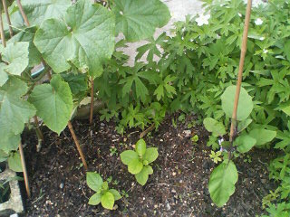 �W�O�����ƂT�O����������