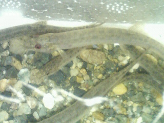 �W�O�����ƂT�O����������