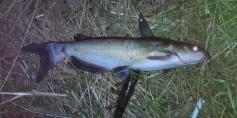 �W�O�����ƂT�O����������