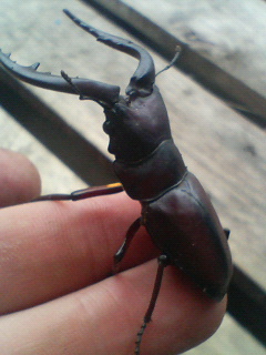 �W�O�����ƂT�O����������