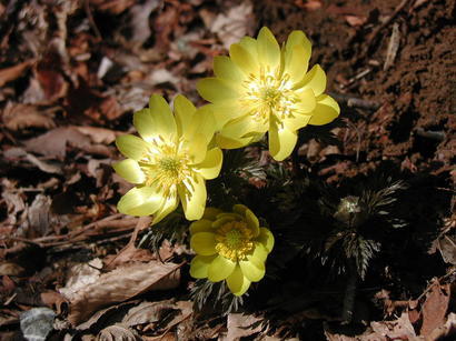 �����R�̂��₶�̂Ԃ₫