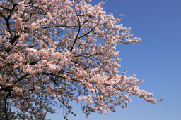 �����R�̂��₶�̂Ԃ₫