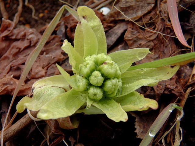 �����R�̂��₶�̂Ԃ₫