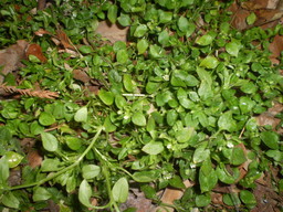 �����R�̂��₶�̂Ԃ₫