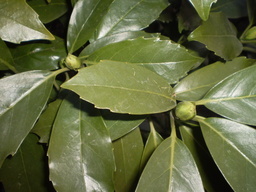 �����R�̂��₶�̂Ԃ₫