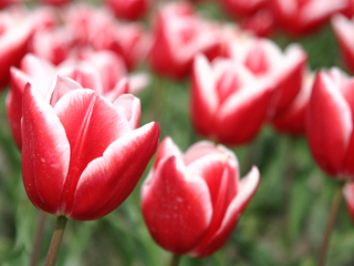 �����R�̂��₶�̂Ԃ₫