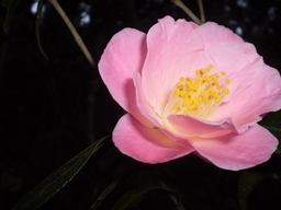 �����R�̂��₶�̂Ԃ₫