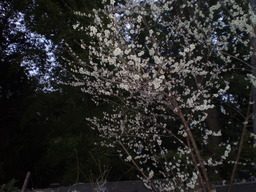 �����R�̂��₶�̂Ԃ₫