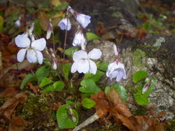 �����R�̂��₶�̂Ԃ₫