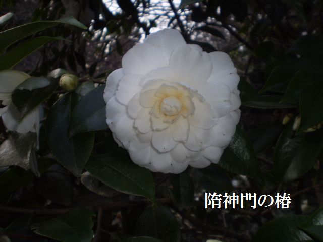 �����R�̂��₶�̂Ԃ₫