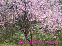 �����R�̂��₶�̂Ԃ₫