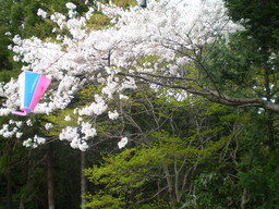 �����R�̂��₶�̂Ԃ₫