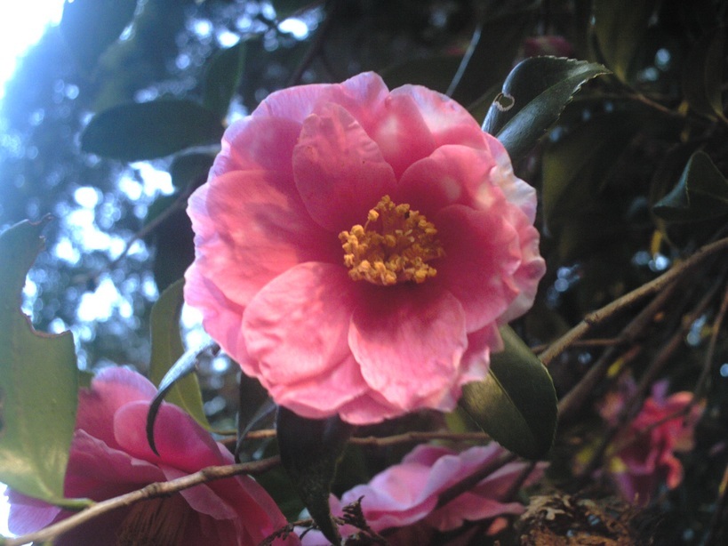 �����R�̂��₶�̂Ԃ₫