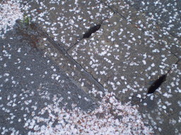 �����R�̂��₶�̂Ԃ₫