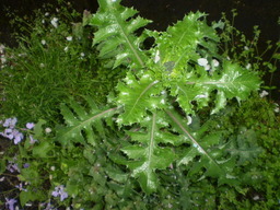 �����R�̂��₶�̂Ԃ₫