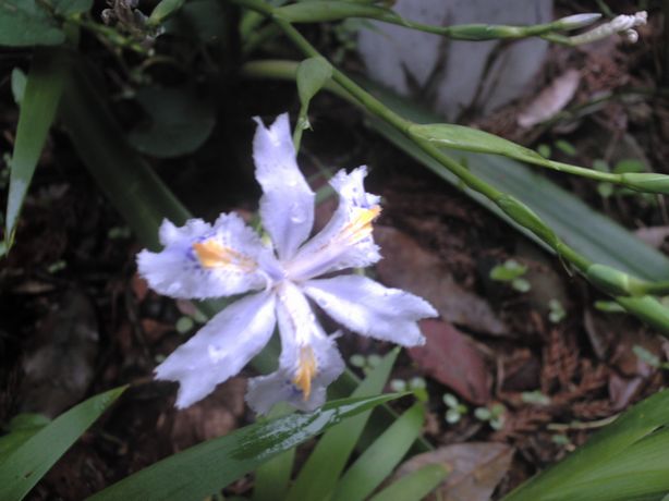 �����R�̂��₶�̂Ԃ₫