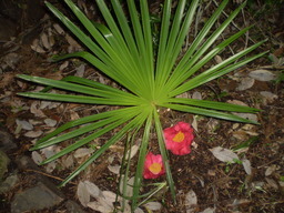 �����R�̂��₶�̂Ԃ₫