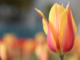 �����R�̂��₶�̂Ԃ₫