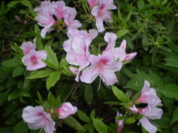 �����R�̂��₶�̂Ԃ₫