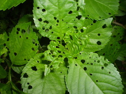 �����R�̂��₶�̂Ԃ₫