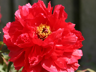 �����R�̂��₶�̂Ԃ₫