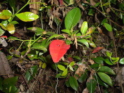 �����R�̂��₶�̂Ԃ₫