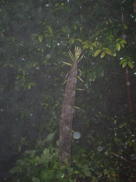 �����R�̂��₶�̂Ԃ₫