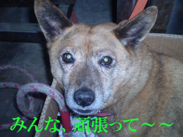 �����R�̂��₶�̂Ԃ₫