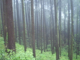 �����R�̂��₶�̂Ԃ₫