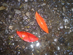 �����R�̂��₶�̂Ԃ₫