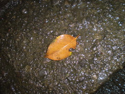 �����R�̂��₶�̂Ԃ₫