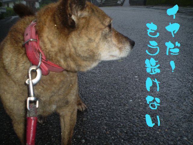 �����R�̂��₶�̂Ԃ₫