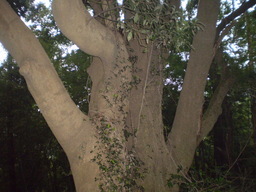 �����R�̂��₶�̂Ԃ₫