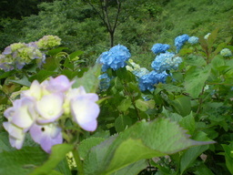 �����R�̂��₶�̂Ԃ₫