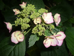 �����R�̂��₶�̂Ԃ₫