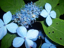 �����R�̂��₶�̂Ԃ₫