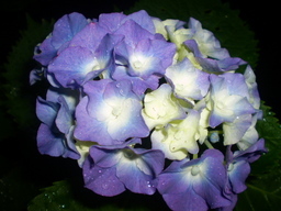 �����R�̂��₶�̂Ԃ₫