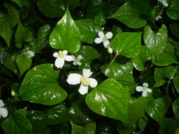 �����R�̂��₶�̂Ԃ₫