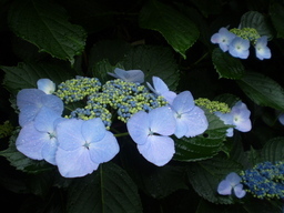 �����R�̂��₶�̂Ԃ₫